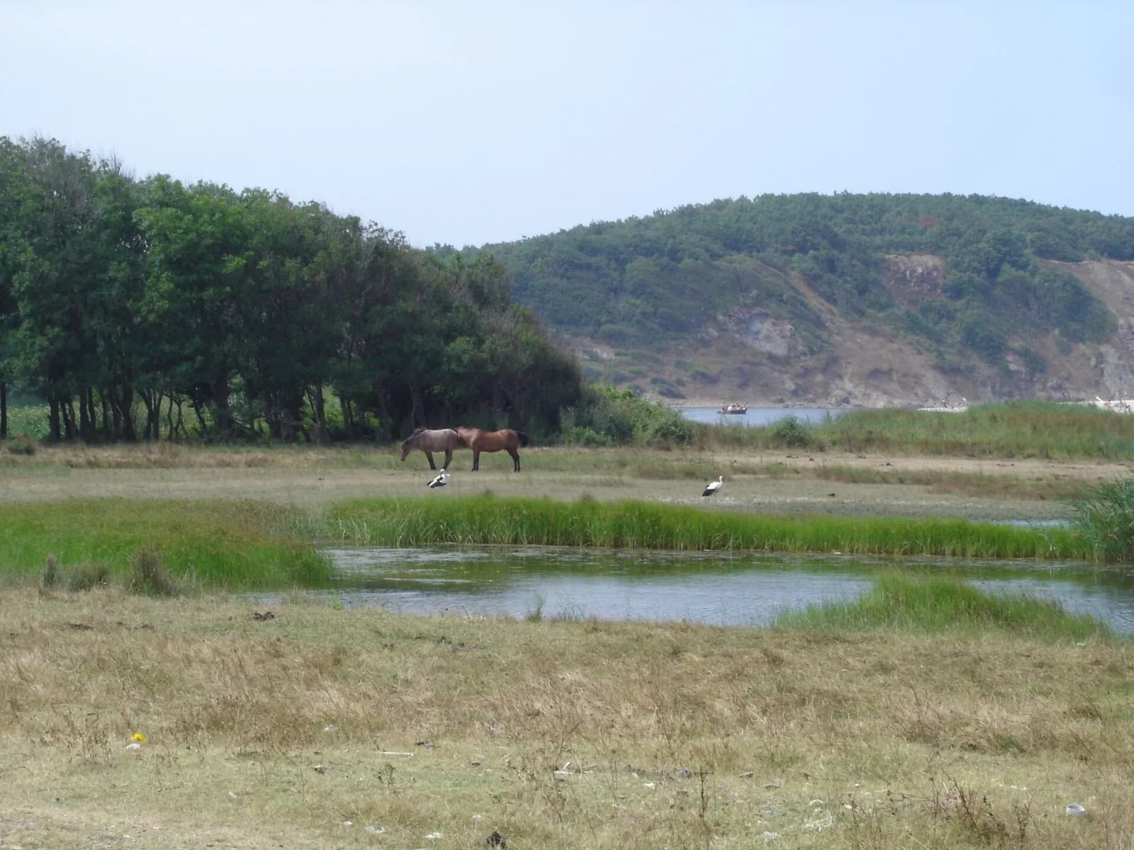 Strandzha Doğal Parkı'nın ormanlık tepeleri
